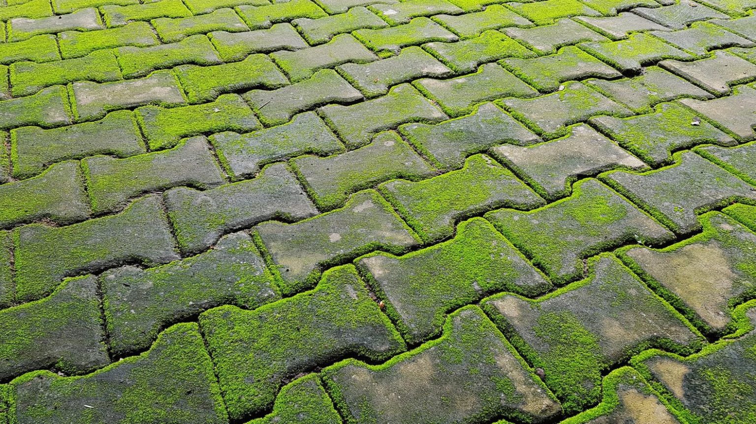 algae, moss, interlocking walkway